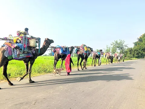 అలుపెరుగని బాటసారులు
