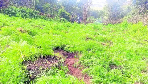 8 ఎకరాల్లో గంజాయి తోటలు ధ్వంసం 