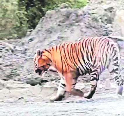 అదిగో పులి..! 
