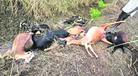 పత్తి చేను మేసి 16మేకలు మృతి 