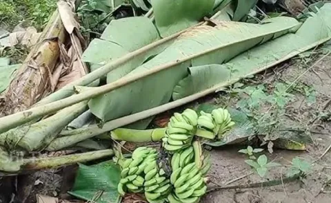 Banana Farmers Struggle Due To Huge Price Drop In East Godavari