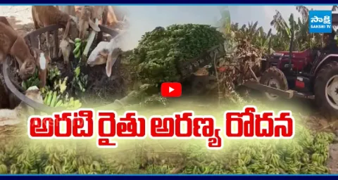 Banana Farmers Slams Chandrababu Government 1