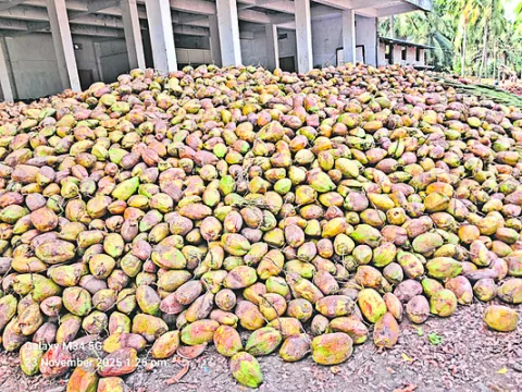 నారికేళం ఢమాల్‌