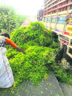 కొత్తిమీర.. లేదు ధర