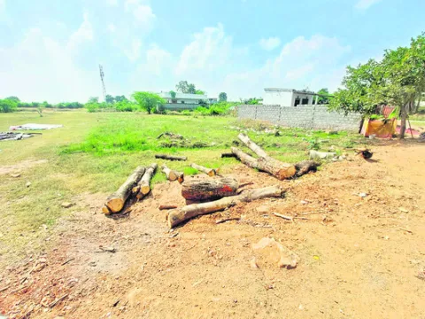 ప్రభుత్వ పాఠశాలలో చెట్లు నరికివేత