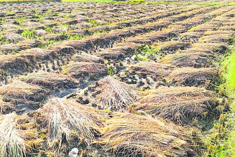 ప్రతికూల వాతావరణంతో సతమతమవుతున్న రైతుకు కనీసం కోసిన పంట