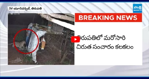 Leopard Spotted Near SV University Tirupati  1