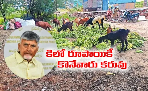 Banana prices have plummeted under Chandrababu Naidu rule
