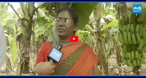 Brahmanapalli Banana Farmers Shocking Comments 1
