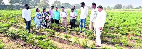 మిరపలో వేరుకుళ్లు ఉధృతి