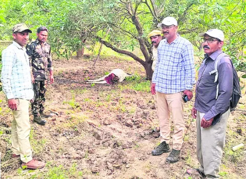 పులి వచ్చిందోచ్‌..! 
