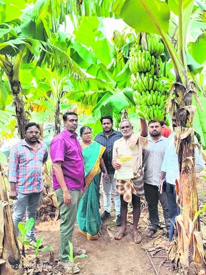 డిసెంబర్‌లో అరటి ధరలు పెరిగే అవకాశం