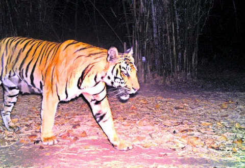 డిసెంబర్‌ 1 నుంచి పులుల గణన