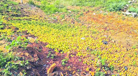 నిమ్మ రైతు కంట కన్నీరు  
