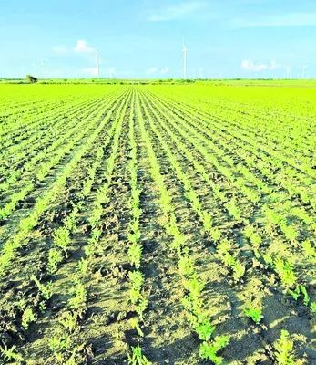 మందకొడిగా రబీ 