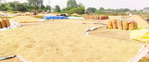 నూకశాతం పెరిగిందని..