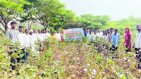అధిక సాంద్రత పత్తి సాగుపై క్షేత్ర ప్రదర్శన 
