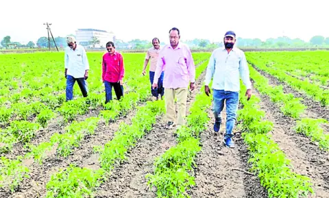 ఎండుతున్న పంటలు 