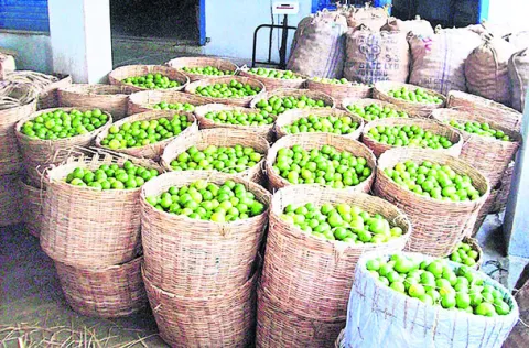 నిమ్మ ధరలు పతనం 