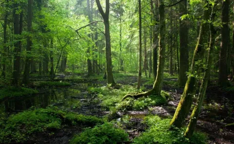 Sagubadi: Forests are an important renewable resource check here