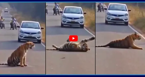 Tiger On Chandrapur Road At Maharashtra Video Goes Viral 