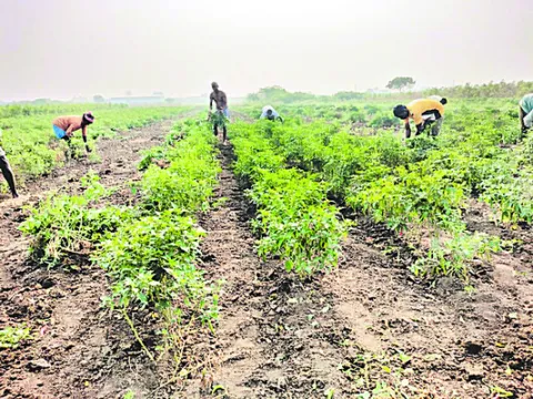 ఉద్యానం... అధ్వానం 
