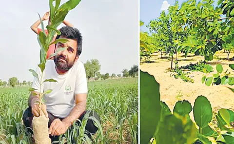 Rajasthan man plants 51000 trees across state in 6 years