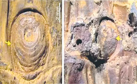 37,000 years old bamboo from Manipur just exposed an Ice Age mystery