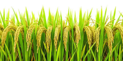 దొడ్డు రకం వరిపైనే మక్కువ 