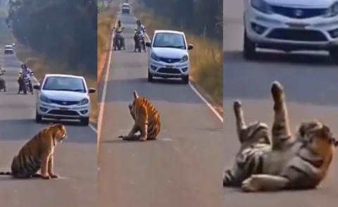 Tiger Takes Over Chandrapur Road In Maharashtra, Video Goes Viral