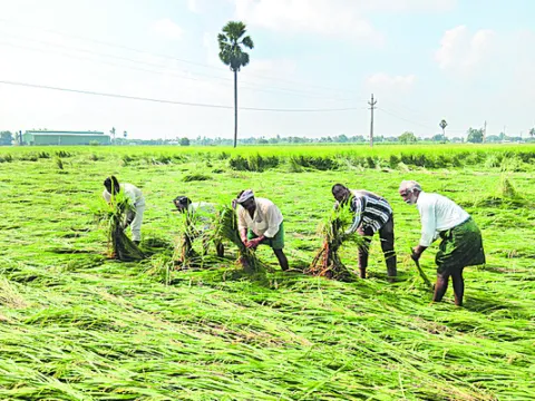 సర్కారు కొర్రీ.. రైతన్న వర్రీ.. 