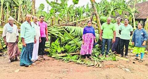 తక్షణ చర్యలతో అరటికి రక్షణ 