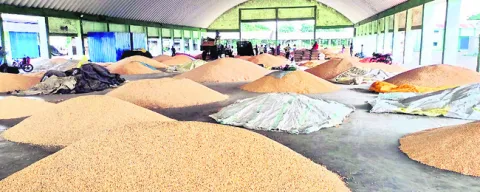 నేటినుంచి మక్కల క్రయవిక్రయాలు