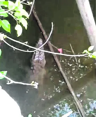 బావిలో మొసలి కలకలం 
