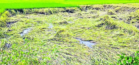 33శాతం నిబంధనే గుదిబండ 
