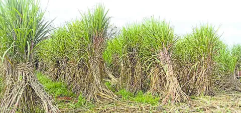 చెరుకు క్రషింగ్‌పై నీలినీడలు