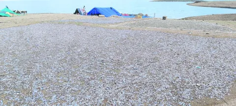 అలవి వలల జోరు 