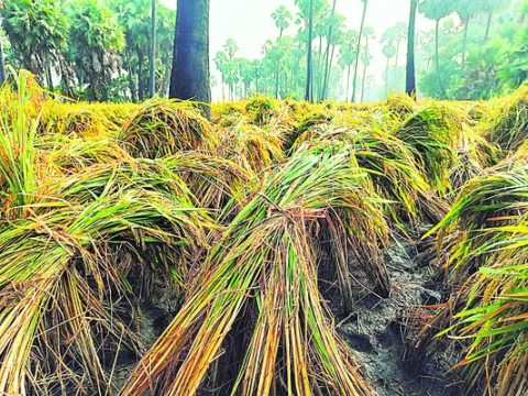 తడిసిన పంటలను ఇలా కాపాడుకోండి 