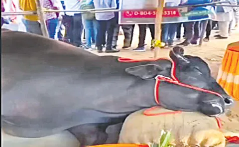 Buffalo Worth Rs21 Crore Dies at Pushkar Mela In Rajasthan14