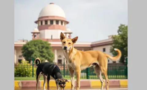 Supreme Court Again Summoned All CSs Over Stray dog Menace