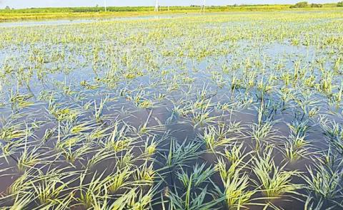 A grave injustice to farmers by giving a false name to free crop insurance