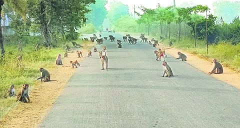 కోతుల సమస్య పరిష్కరించే వారికే ఓటు..