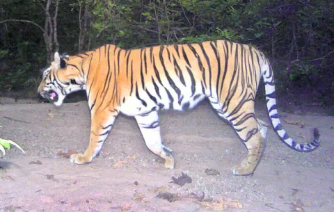 జన్నారం అటవీ డివిజన్‌లో పులి గాండ్రింపు