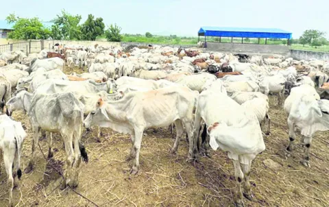 కోడెల పక్కదారిపై విచారణ