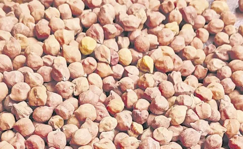 AP Farmers Fires on Chandrababu Govt Subsidized Seeds