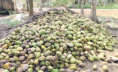 Slowdown in coconut exports