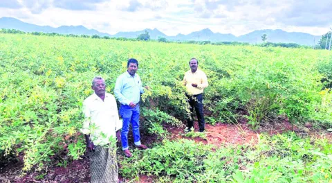 కంది దిగుబడులపై తెగుళ్ల ప్రభావం 