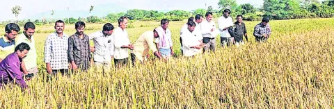 వరి పంటల పరిశీలన