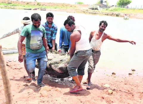 నేడు చేపపిల్లల విడుదల