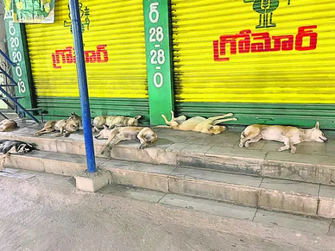 అరుస్తాం.. అడ్డొస్తే కరుస్తాం! 